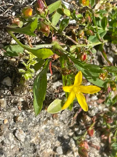 Trailing St. Johnswort — photo by Chase Mathey