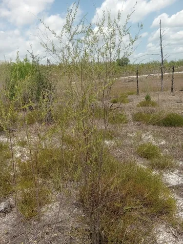 Smoothbark St. Johnswort — photo by s_s_farnsworth