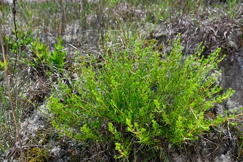 Sandhill St. Johnswort — photo by Keith Bradley
