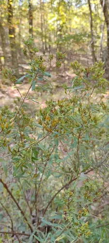 Fivelobe St. Johnswort — photo by funky_commelina