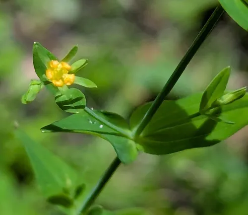 Dwarf St. Johnswort — photo by jcyanic3