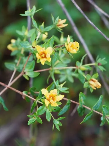 Myrtleleaf St. Johnswort — photo by rexia