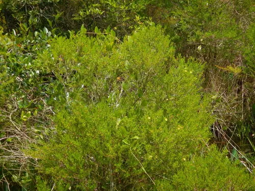 Carolina St. Johnswort — photo by augochlora