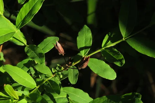 Early St. Johnswort — photo by David A. Harrison