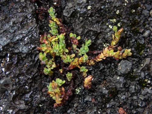 Sierra Madre St. Johnswort — photo by Ocean Fleskes