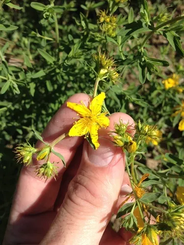 Common St. Johnswort — photo by Justin