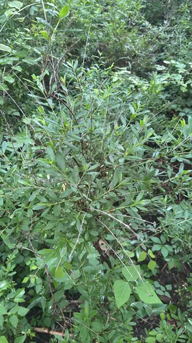 Shrubby St. Johnswort