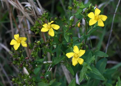 Spotted St. Johnswort — photo by Jim Walker