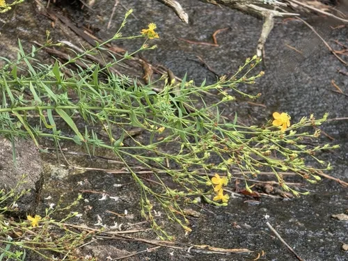 Brushy Mountain St. Johnswort