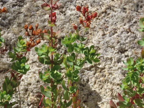 Norton's St. Johnswort (subsp. nortoniae) — photo by quandary