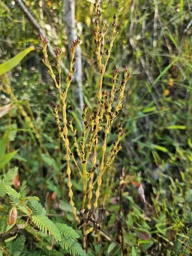 Hairy St. Johnswort — photo by Alvin Diamond