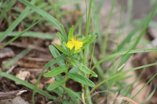 Roundseed St. Johnswort — photo by oly19