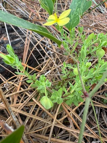 Pineland St. Johnswort — photo by Emmett Carstens