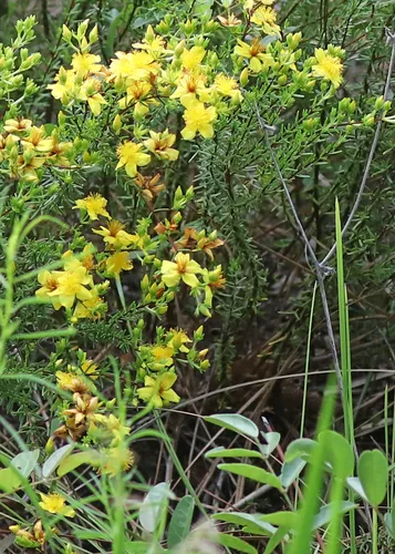 Atlantic St. John's-Wort