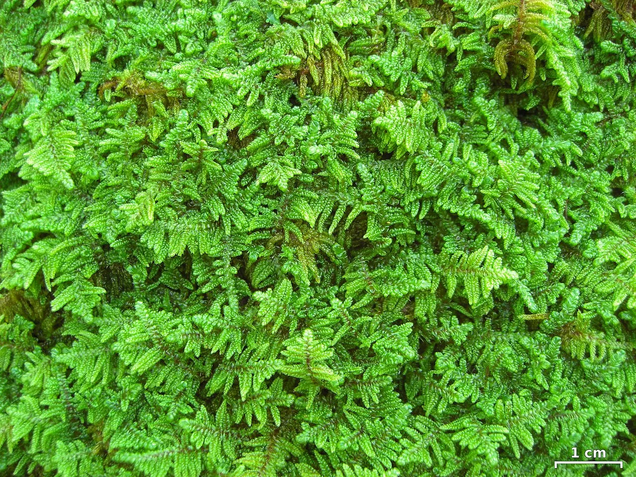 Hypnum Moss