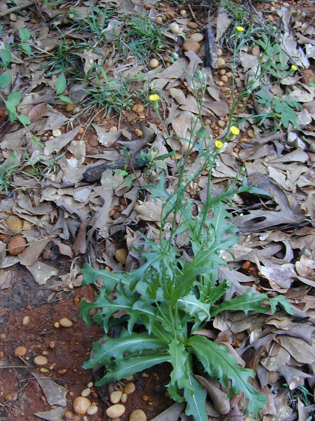 Brazilian Cat's Ear