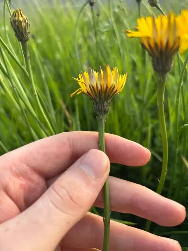 Hairy Cat's Ear