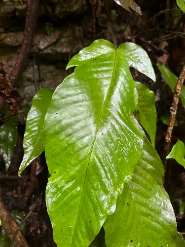 Hairvein Fern — photo by Omar Monzon Carmona
