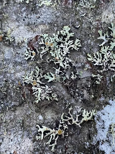Pacific Tube Lichen — photo by Toby Spribille
