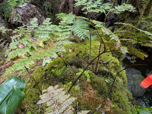 Dotted Beadfern