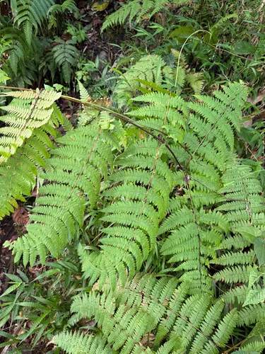 Bramblefern