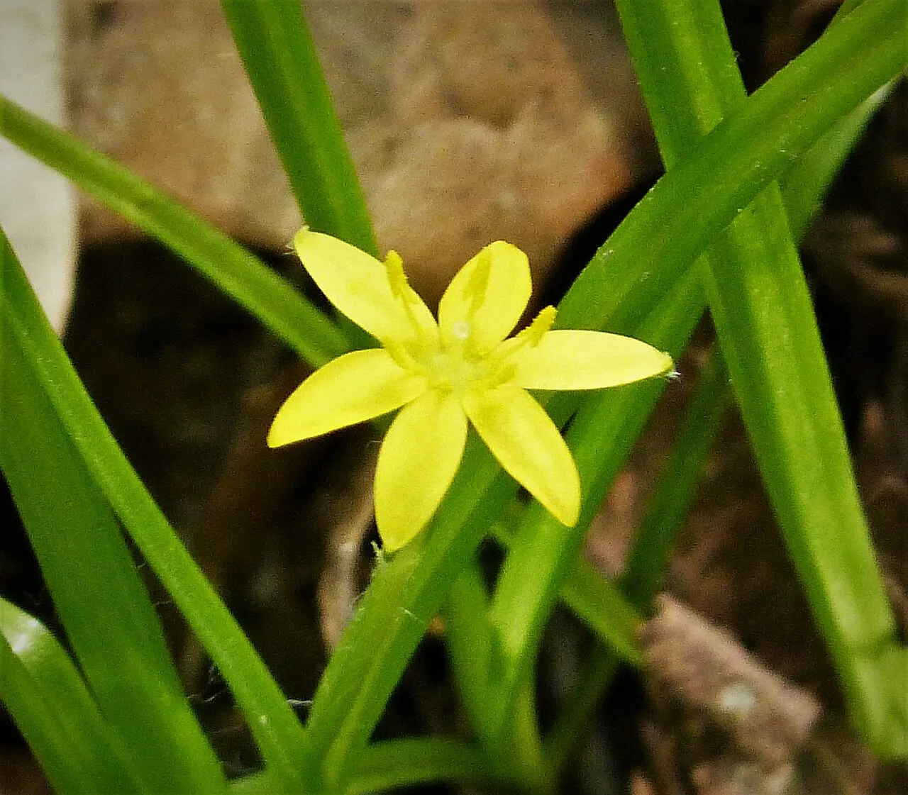 Curtis' Star-grass