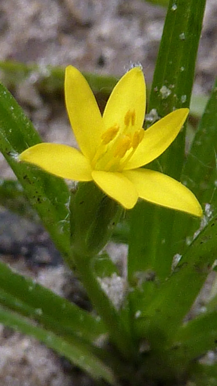 Coquí