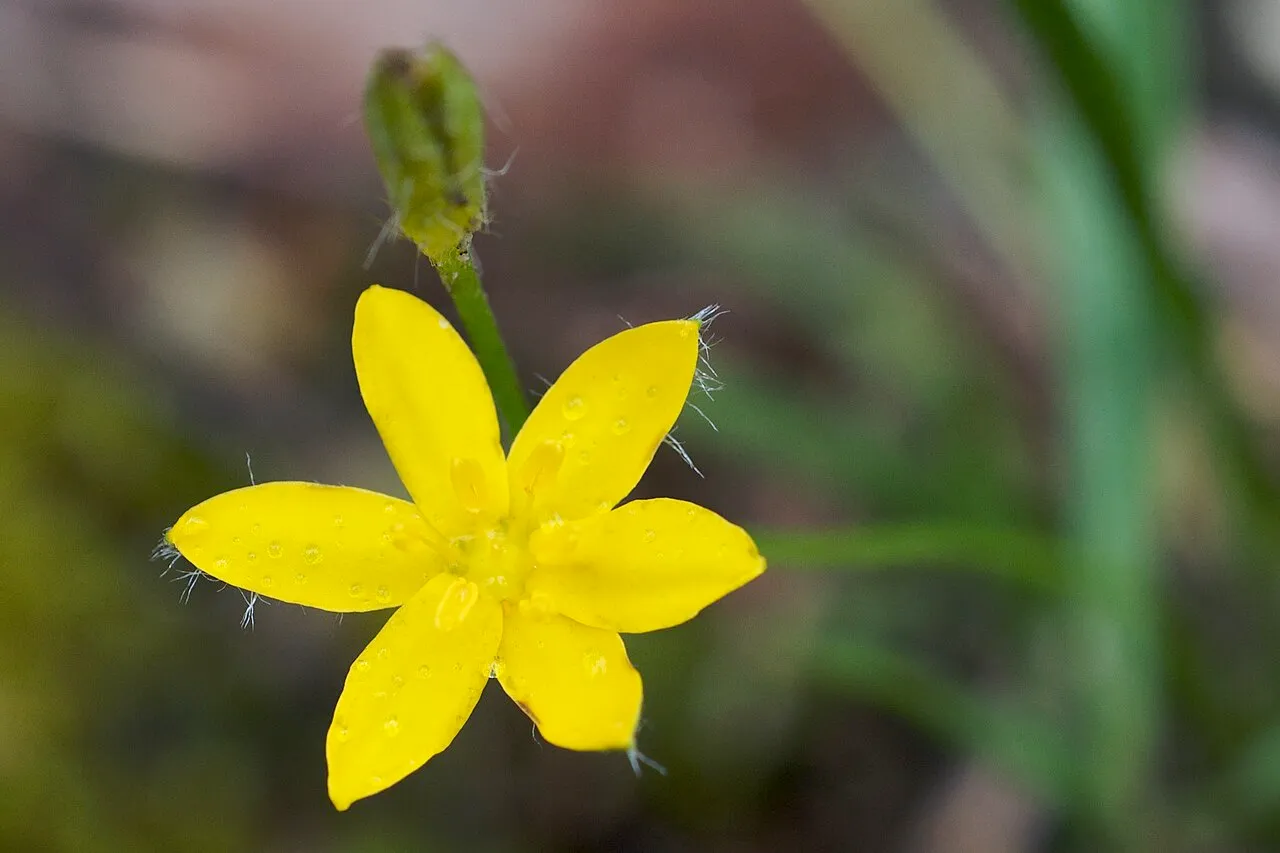 Common Goldstar
