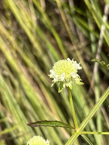 Clustered Bushmint