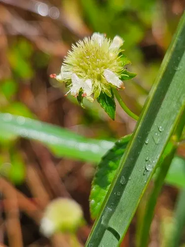 Island Bushmint