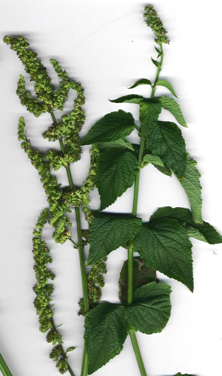 Comb Bushmint