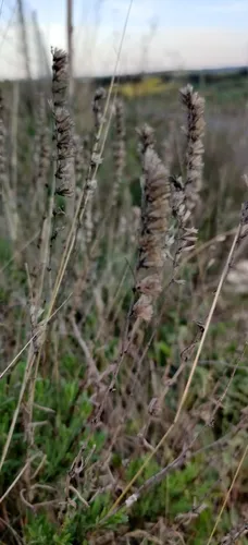 Hyssop — photo by Ondřej Křivan