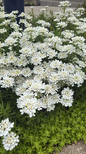 Annual Candytuft — photo by jonathans10