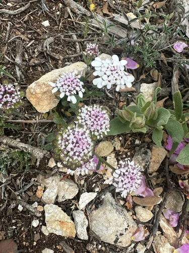 Pruit's Candytuft