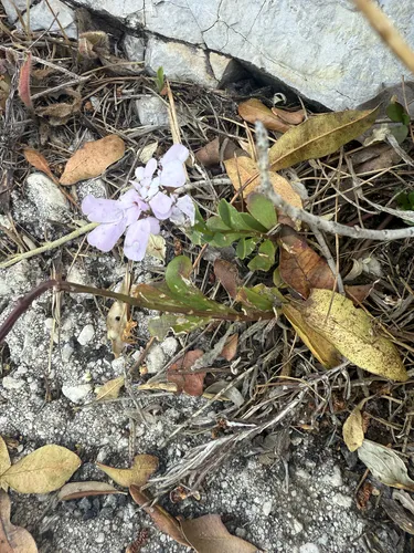 Gibraltar Candytuft
