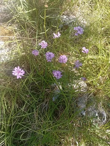 Globe Candytuft