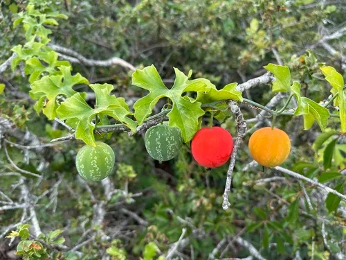 Lindheimer's Globeberry
