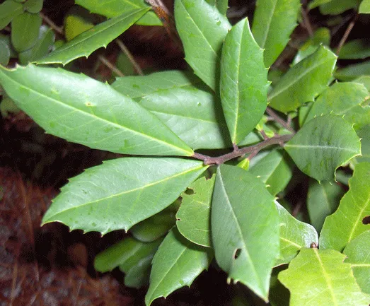 Carolina Holly