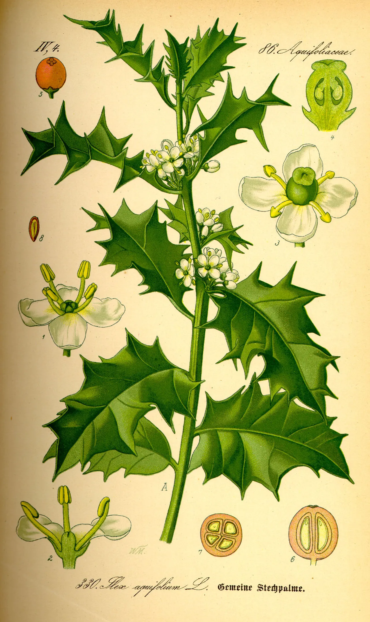 English Holly — photo by Wikimedia Commons