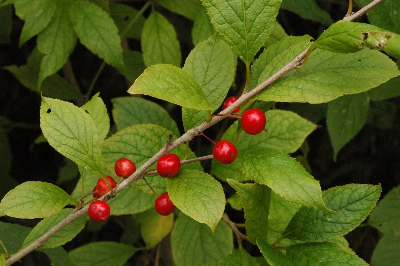 Longstalk Holly — photo by Eldergristle