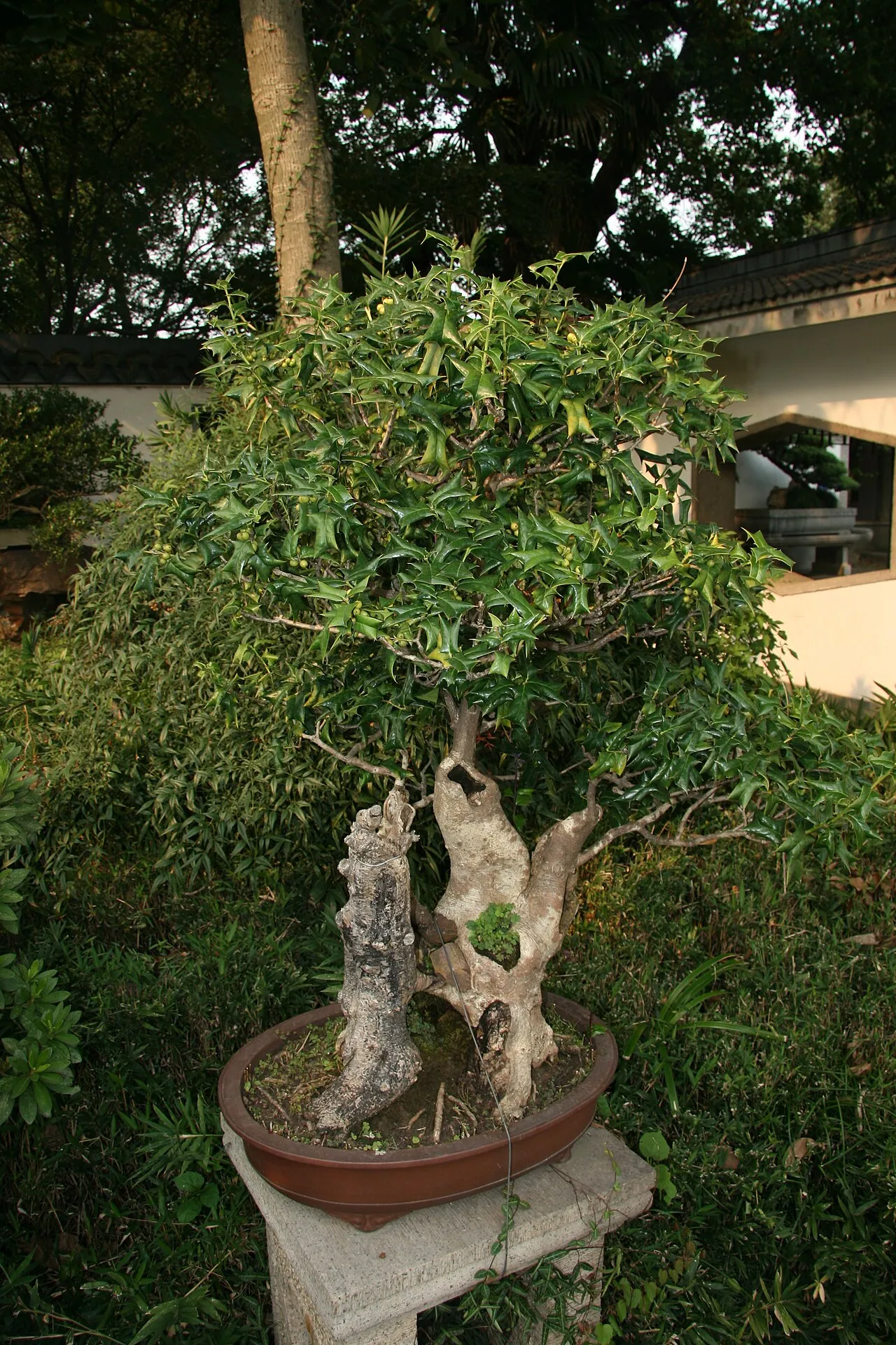 Chinese Holly — photo by Casliber