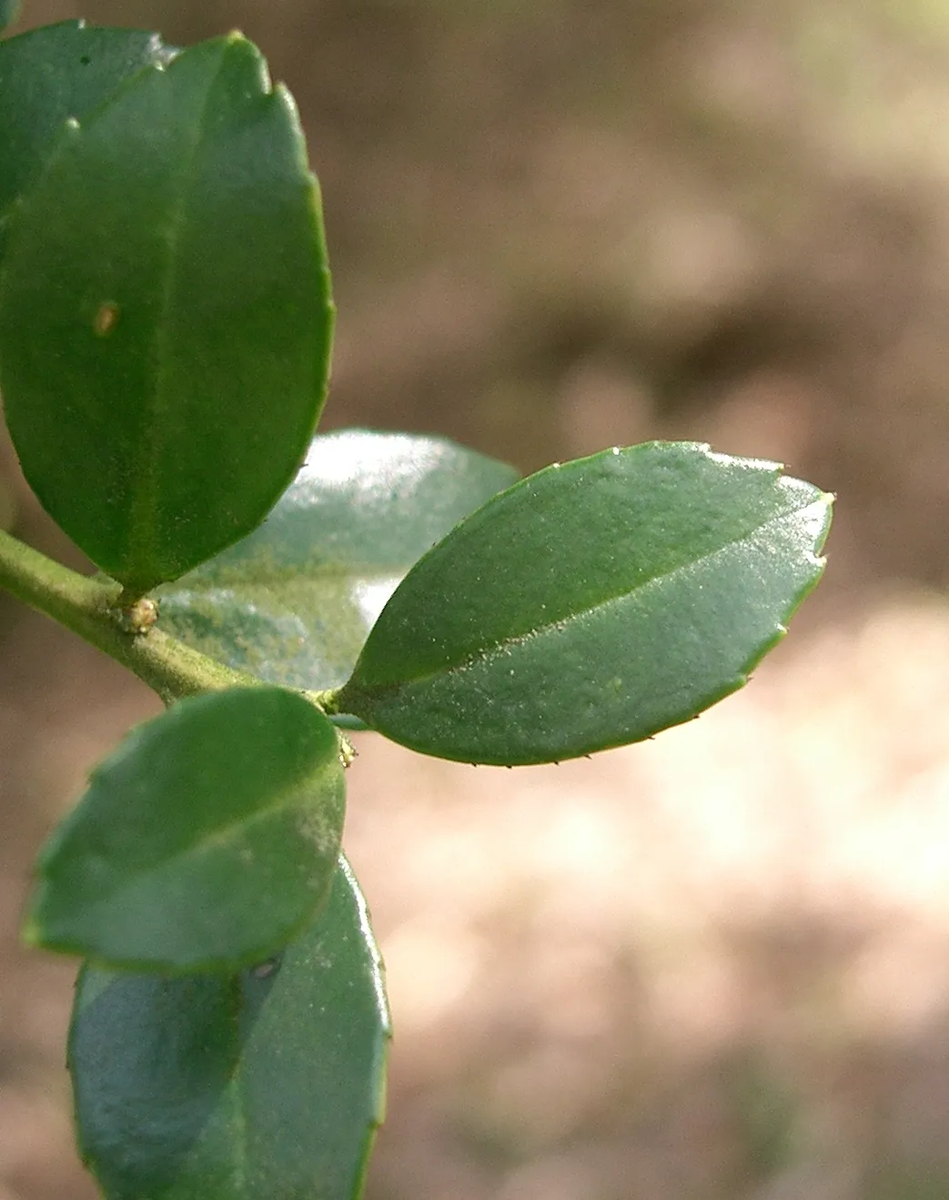 Japanese Holly — photo by KENPEI
