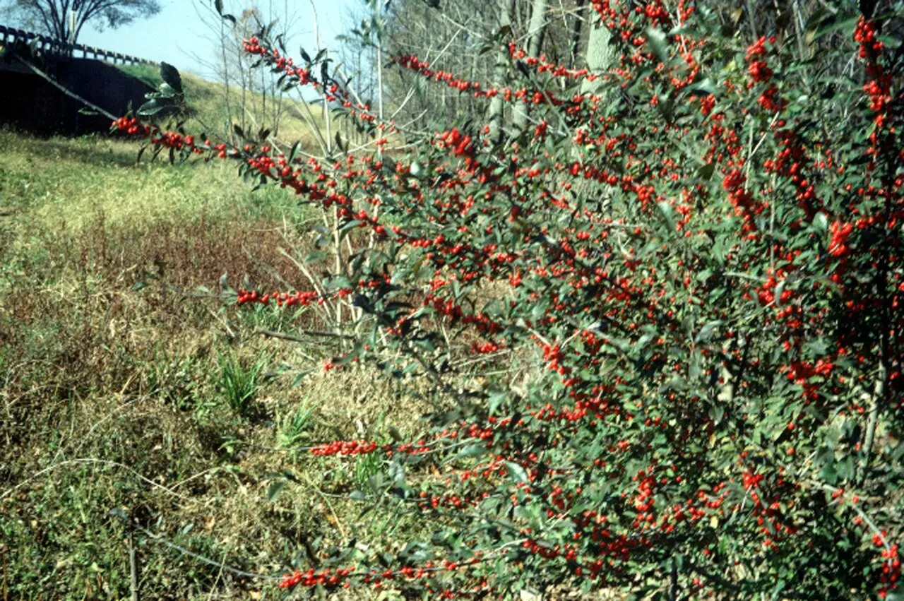 Possumhaw — photo by Wikimedia Commons