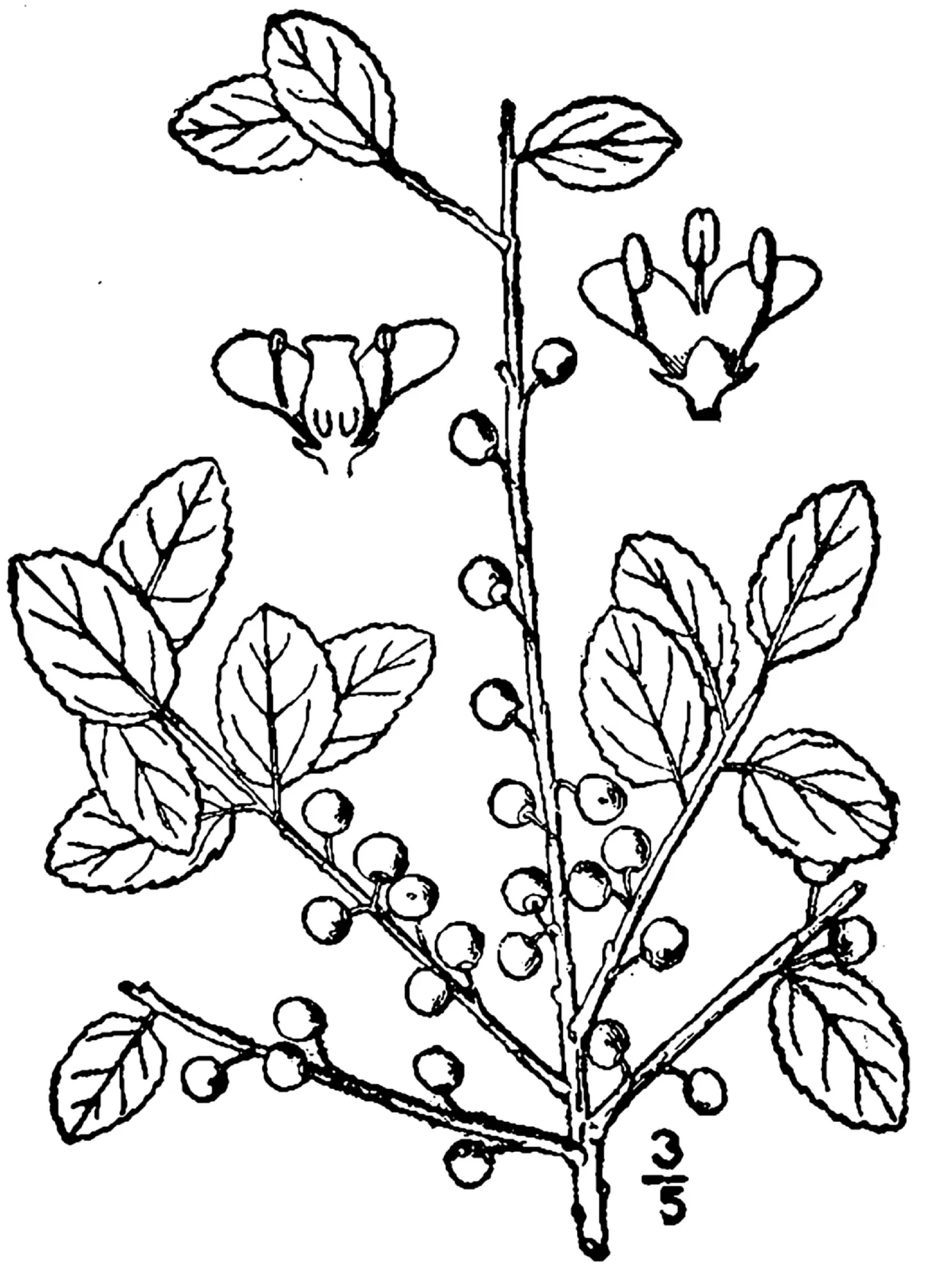 Inkberry — photo by USDA-NRCS PLANTS Database / Britton, N.L., and A. Brown. 1913. An illustrated…