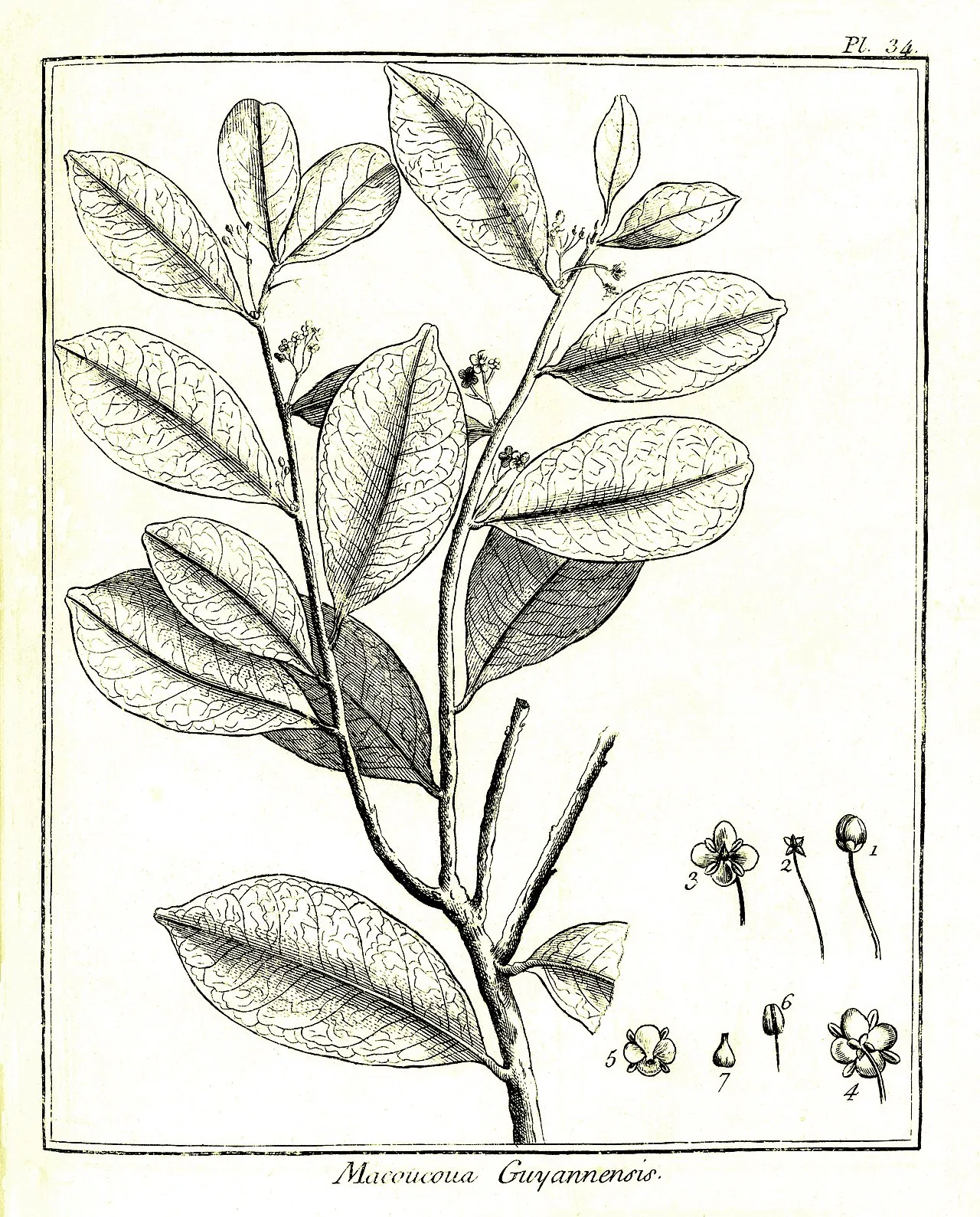 Maconcona — photo by Jean Baptiste Christian Fusée-Aublet