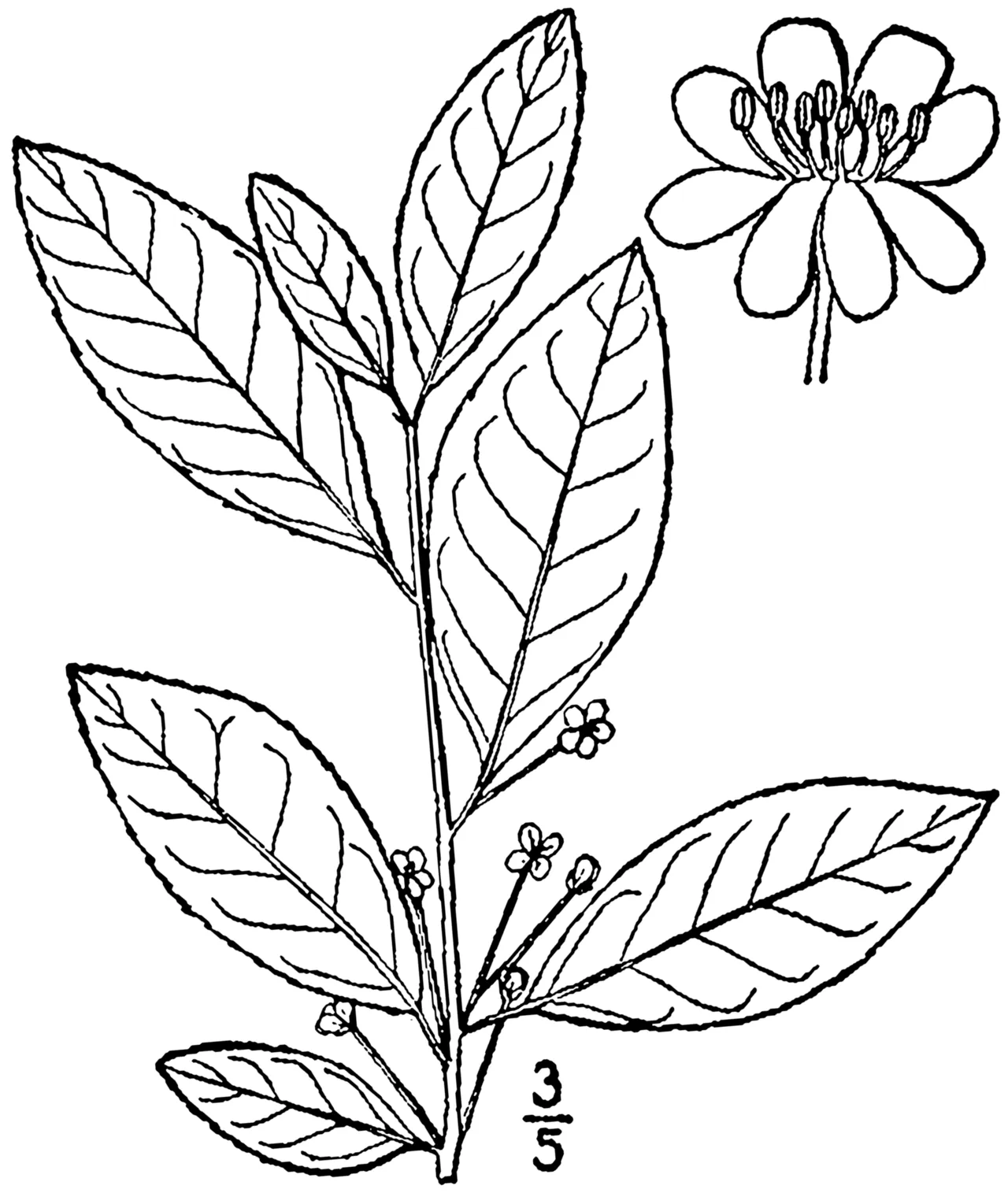 Smooth Winterberry — photo by Britton, N.L., and A. Brown. 1913. An illustrated flora of the northern Unite…