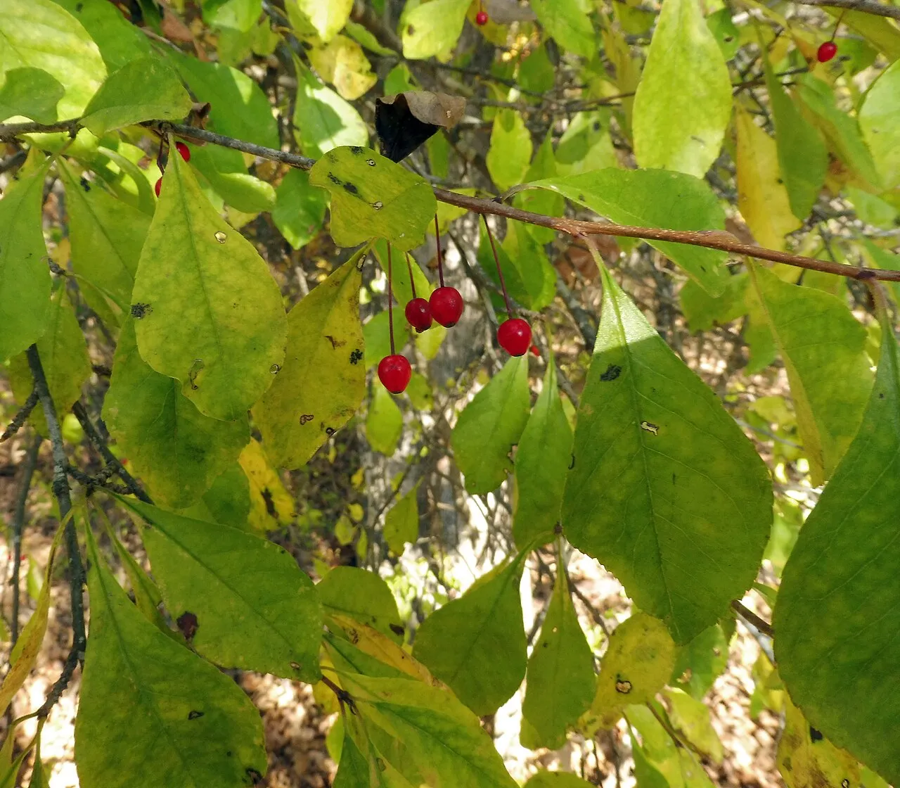Georgia Holly — photo by Mason Brock ( Masebrock )