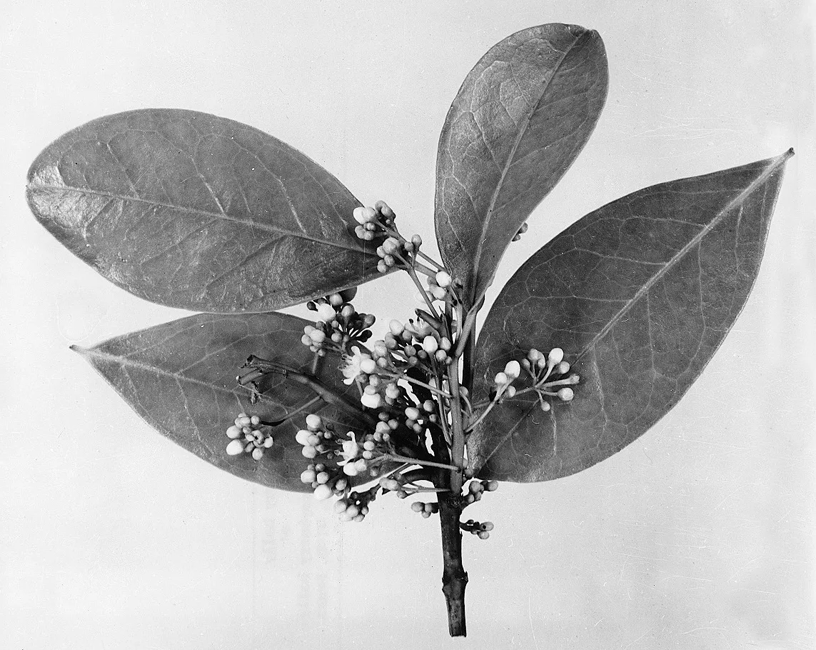 Mountain Holly — photo by W. D. Brush, National Agricultural Library, US Forest Service.