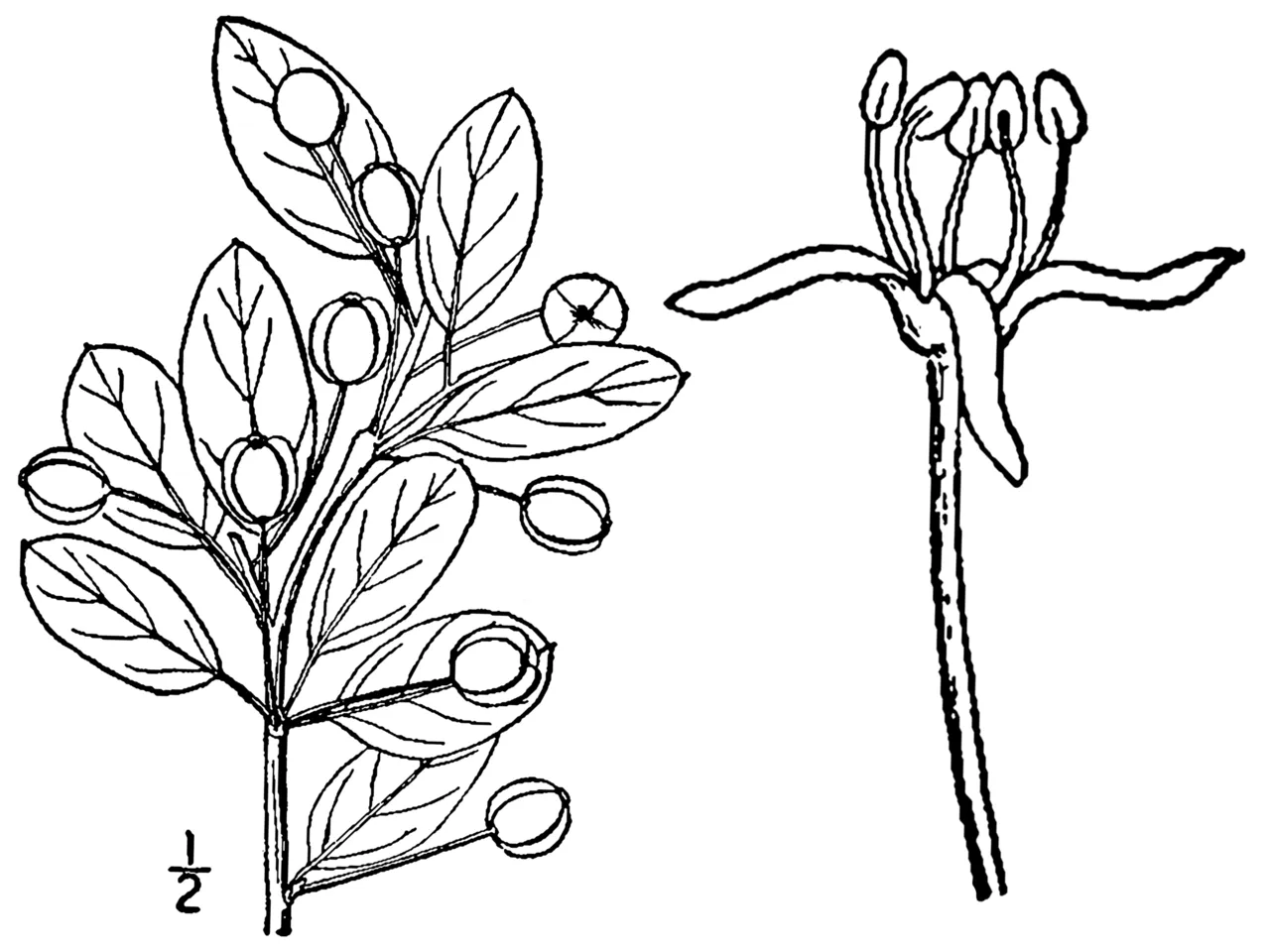 Catberry