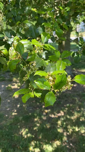 American Holly — photo by joemccullough